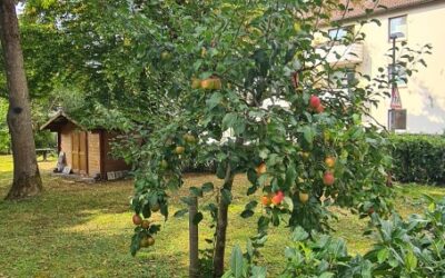 Viele Äpfel am Lutherbaum