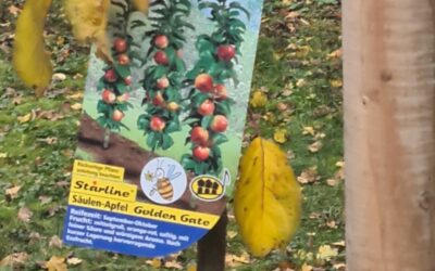 Säulenäpfel im Vorgarten